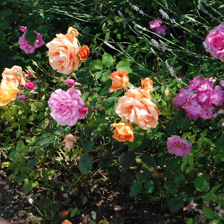 アパートホテル L'oasi