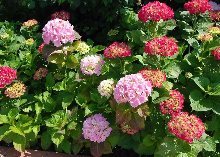 Ξενοδοχείο με διαμερίσματα L'oasi 3*